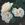 Swan - 