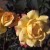 Sweet Harmony - 
