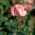 Sweet Promise - 