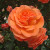 Tatton - 