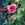 Tea Rambler - 