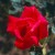 Texas Centennial - 