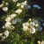 Thalia - 