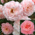 Tickled Pink - 