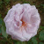 Twice in a Blue Moon - 