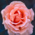 Warm Wishes - 