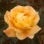 Whisky Mac - 