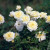 White Bells - 