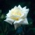White Cockade - 