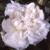 White Provence - 