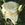 White Queen Elizabeth - 