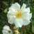 White Skyliner - 