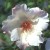 White Wings - 