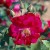 Wilhelm - 