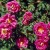 William III - 