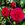 Windermere - 