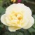 Yellow Dagmar Hastrup - 