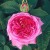 Yolande d'Aragon - 