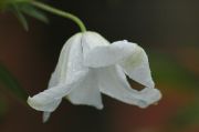 Clematis viticella 'Alba Luxurians'