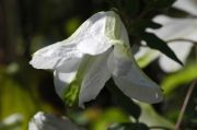 Clematis viticella 'Alba Luxurians'