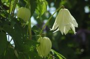 Clematis macropetala 'Albina Plena'