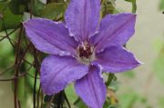 Clematis 'Alice Fisk'