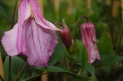 Clematis 'Aljonushka'