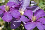 Clematis 'Ascotiensis'