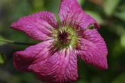 Clematis viticella 'Carmencita'