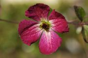 Clematis viticella 'Carmencita'