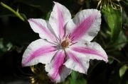 Clematis 'Carnaby'