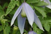Clematis alpina 'Columbine'