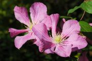 Clematis 'Comtesse de Bouchaud'