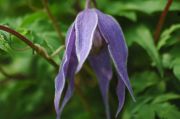 Clematis alpina 'Cyanea'