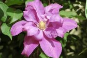 Clematis 'Dorothy Tolver'