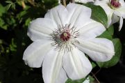 Clematis 'Edith'