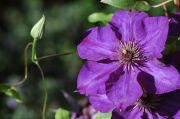 Clematis 'Edomurasaki'