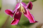 Clematis viticella 'Etoile Rose'