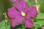 Clematis viticella 'Etoile Violette'