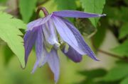 Clematis alpina 'Frankie'