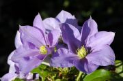 Clematis 'Fujimusume'