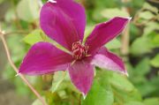 Clematis 'Gipsy Queen'