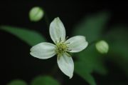 Clematis 'Grace'