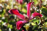 Clematis texensis 'Gravetye Beauty'