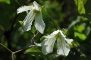 Clematis viticella 'Hagelby White'