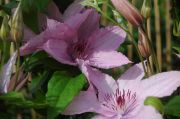 Clematis 'Hagley Hybrid'