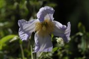 Clematis viticella 'Hanna'