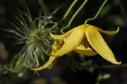 Clematis tangutica 'Helios'