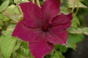 Clematis 'Honora'