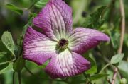 Clematis I AM&reg; A LITTLE BEAUTY 'Zolibe'